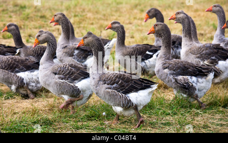 Troupeau d'oies gris utilisé pour le Foie Gras à proximité de Sarlat, Périgord, Dordogne, France Banque D'Images