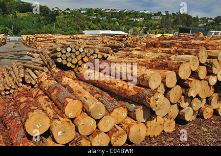 Des piles de bois pour l'exportation à Port Nelson, Nelson, Nelson, île du Sud, Nouvelle-Zélande Banque D'Images