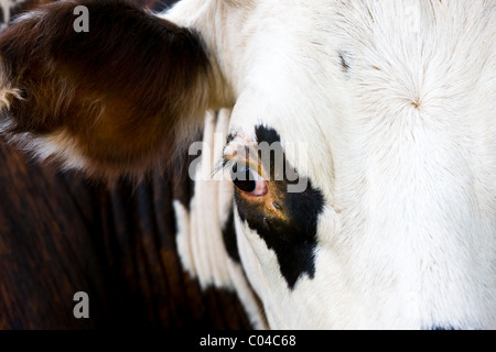 Close up de brun et blanc Français vache normande dans un pré en Dordogne région de France Banque D'Images