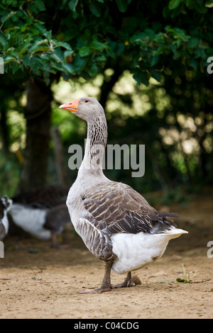 L'oie grise utilisée pour le Foie Gras à proximité de Sarlat, Périgord, Dordogne, France Banque D'Images