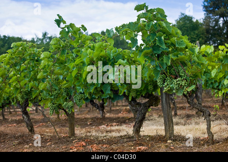 Grappes de raisin sur la vigne dans le Dordogne France Banque D'Images