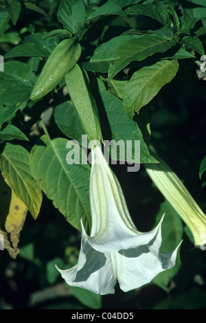 Trompette White Angel ou trompette White Angel, Brugmansia candida, plante Pan-tropicale ou Flora Madagascar Banque D'Images