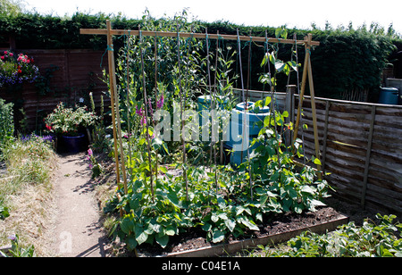 Un POTAGER DANS UN PETIT JARDIN À L'INTÉRIEUR DES RÉGIONS RURALES. Banque D'Images