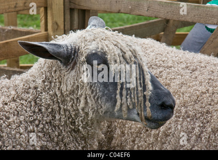 Race de mouton Wensleydale (ewe) dans l'appréciation stylo à Wensleydale Comice agricole, Leyburn, North Yorkshire Banque D'Images