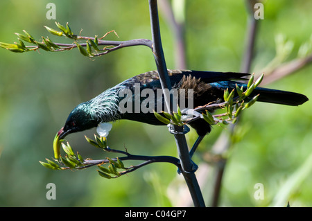 La TUI est une nouvelle Zélande alimentation méliphage Tui Der nectar souvent sur un Honigfresser-Vogel Münz-schubladenelement dans Banque D'Images