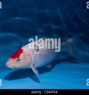 (Koi Japonais : littéralement "carp en brocart'), sont des variétés domestiquées de la carpe commune (Cyprinus carpio) Banque D'Images