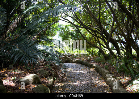 Au chemin des jardins de Kirstenbosch à Cape Town Banque D'Images