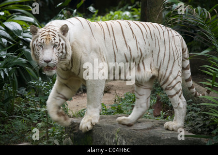 Tigre blanc Banque D'Images