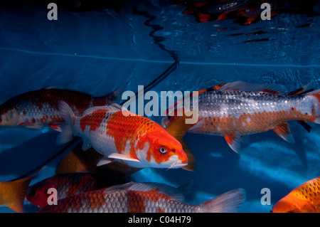 (Koi Japonais : littéralement "carp en brocart'), sont des variétés domestiquées de la carpe commune (Cyprinus carpio) Banque D'Images