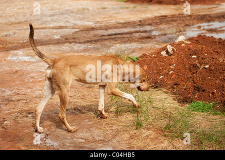 Mince et très pauvre chien errant allée en Grèce Banque D'Images