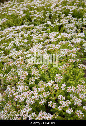 Crassula Dejecta au Jardins de Kirstenbosch à Cape Town Banque D'Images