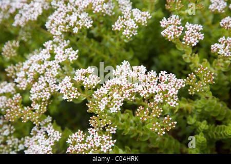 Crassula Dejecta au Jardins de Kirstenbosch à Cape Town Banque D'Images