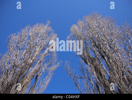 Silver Birch Tree in winter Banque D'Images