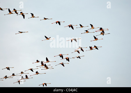 Flamant rose (Phoenicopterus ruber). Troupeau en vol. Banque D'Images