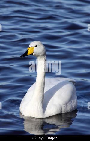 Cygne chanteur Cygnus cygnus nager à Martin simple WWT, Lancashire UK Banque D'Images