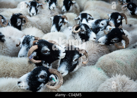 Troupeau de moutons Swaledale entassés au stylo en attente de transport vers les marchés Banque D'Images