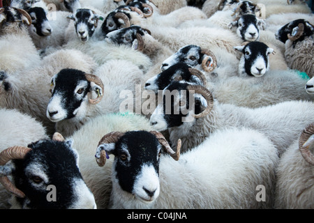 Troupeau de moutons Swaledale entassés au stylo en attente de transport vers les marchés Banque D'Images