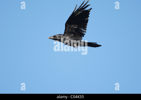 Grand Corbeau (Corvus corax), des profils en vol. Banque D'Images