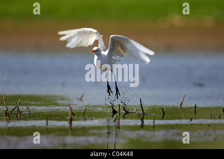 Héron garde-boeuf, Buff-soutenu (Bubulcus ibis Héron, Ardeola ibis) à partir de l'eau. Ciudad Real, Espagne. Banque D'Images