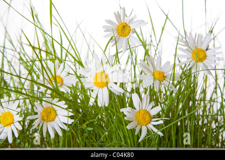 Daisy fleurs et herbe verte sur un fond blanc Banque D'Images