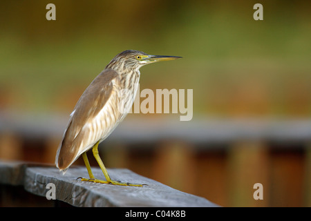 Crabier chevelu (Ardeola ralloides) debout sur une planche. Parc National Tablas de Daimiel, Espagne. Banque D'Images