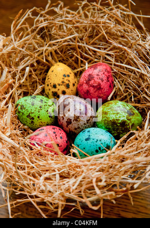 Oeufs de cailles pâques teints colorés dans birds nest Banque D'Images