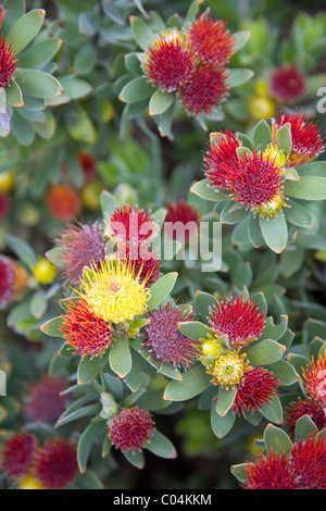 Leucospermum Oleifolium Kirstenbosch à protea à Cape Town Banque D'Images