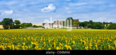 Homestead farm en français avec la récolte de tournesols à Champigny sur Veude, la vallée de la Loire, France Banque D'Images