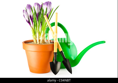 Blooming crocus violet en terre cuite pot de fleurs et d'outils de jardin sur fond blanc Banque D'Images