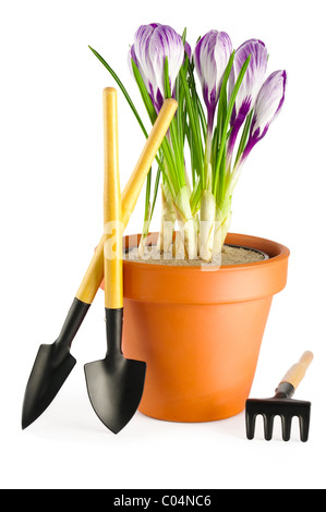 Blooming crocus violet en terre cuite pot de fleurs et d'outils de jardin sur fond blanc Banque D'Images