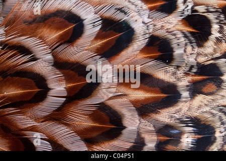 Plumes de faisan, femme, macro Banque D'Images