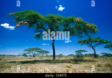 Umbrella acacia, Acacia tortilis, avec weaver nids d'oiseau. Ndutu, Tanzanie Banque D'Images
