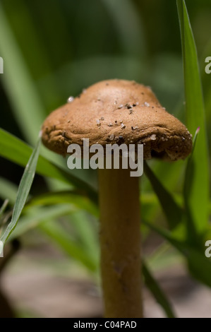 La photo en gros plan d'un minuscule champignon (5 cm de hauteur). Les particules du sol peut être vu dans son capuchon. Banque D'Images