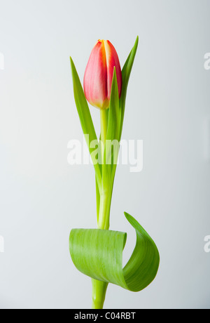 Fleur de tulipe rose et jaune sur fond gris pâle Banque D'Images