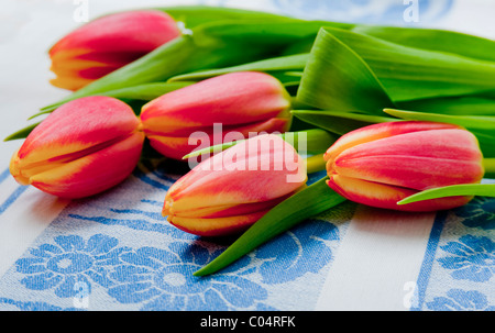 Groupe de cinq tulipes rose et jaune, posé sur une nappe à fleurs bleu et blanc Banque D'Images