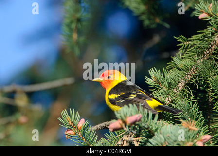 Un mâle tangara dans une épinette au refuge au siège de malheur National Wildlife Refuge dans le sud-est de l'Oregon. Banque D'Images