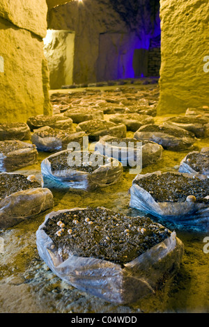 Champignon de Paris champignons, Psalliota hortensis, grandissant dans l'ancienne cave troglodyte dans la vallée de la Loire, France Banque D'Images