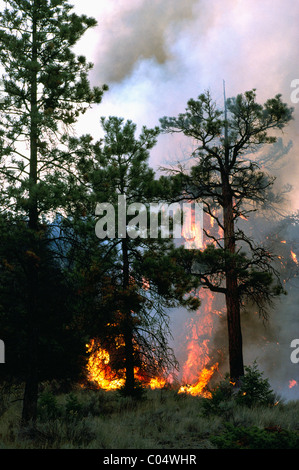 Feu de forêt et de brûler les arbres en forêt de la côte ouest, en Colombie-Britannique, British Columbia, Canada Banque D'Images