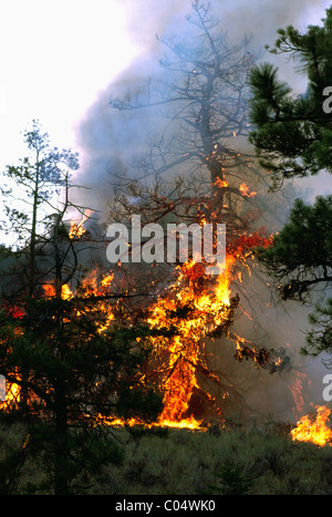 Feu de forêt et de brûler les arbres en forêt de la côte ouest, en Colombie-Britannique, British Columbia, Canada Banque D'Images