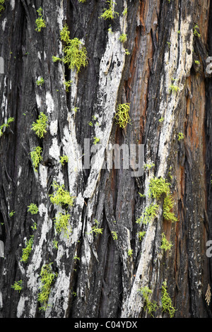 L'écorce d'un arbre couvert de mousse verte Banque D'Images