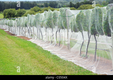 Vignes couvertes en grillage pour éloigner les oiseaux et les insectes de la vigne Banque D'Images