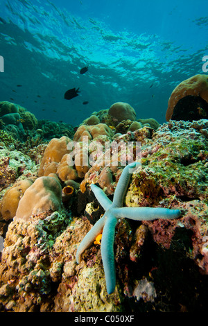 Sea Star ou étoile de mer linckia laevigata) (sur un récif de corail tropical au large de l'île de Bunaken, au nord de Sulawesi, Indonésie. Banque D'Images