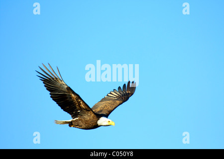 Adultes 40 583,02835 pygargue à tête blanche (Haliaeetus leucocephalus) planeur dans un ciel bleu clair. Banque D'Images