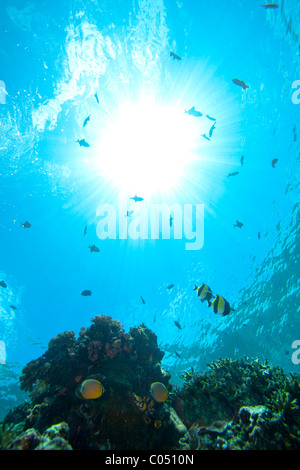 Idole maure (Zanclus cornutus) seiming avec d'autres poissons sur un récif de coraux tropicaux Banque D'Images