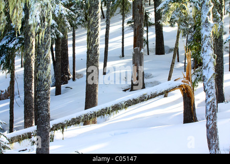 40,583.02946Hiver az close-up de troncs d'arbres avec de longues ombres dans la neige, et un été brisée en éclats tronc d'arbre. Banque D'Images