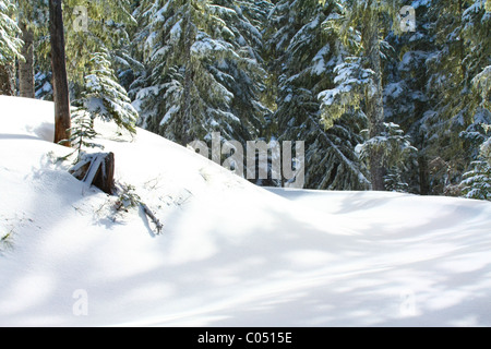 Neige fraîche sur les arbres et le sol dans une forêt de conifères qui couvre une petite colline et une route. Banque D'Images