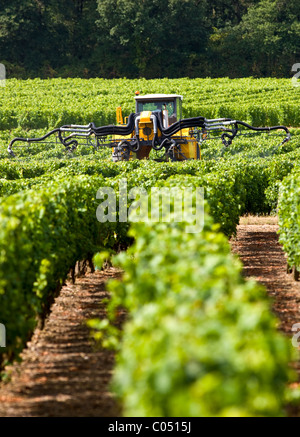 Tracteur de vigne pulvérisation des cultures de vignes dans un vignoble à Parnay, vallée de la Loire, France Banque D'Images