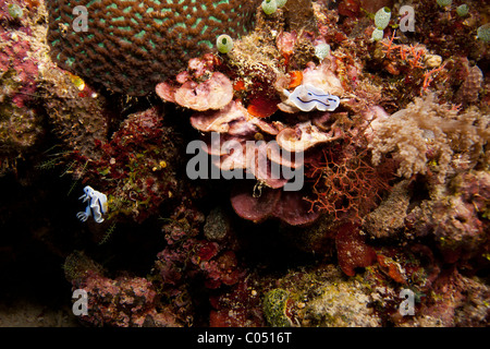 Nudibranche (Chromodoris lochi) paire sur un récif de corail tropical au large de l'île de Bunaken au nord de Sulawesi, en Indonésie. Banque D'Images