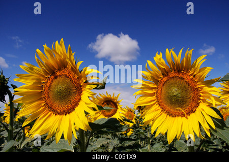 Tournesols contre un ciel bleu clair Banque D'Images