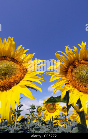 Tournesols contre un ciel bleu clair Banque D'Images